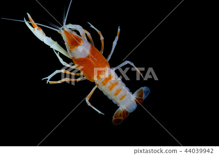 Crayfish in the aquarium Crayfish in the aquarium 44039942