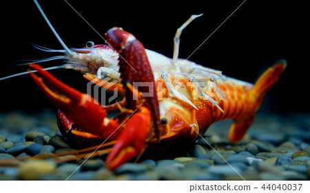 Crayfish in the aquarium 44040037