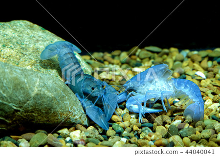 Crayfish in the aquarium 44040041