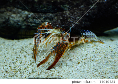 Crayfish in the aquarium 44040183