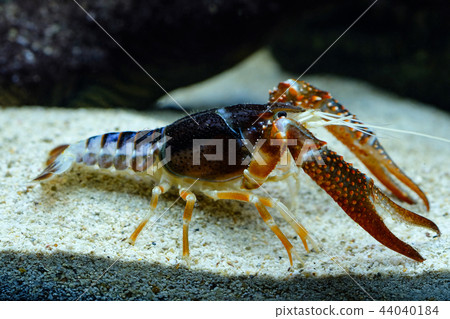 Crayfish in the aquarium Crayfish in the aquarium 44040184