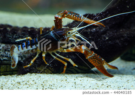 Crayfish in the aquarium 44040185