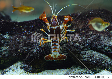 Crayfish in the aquarium Crayfish in the aquarium 44040187