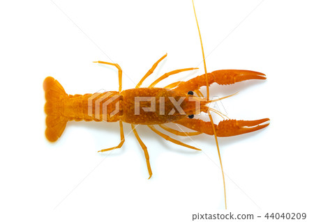 crayfish in the aquarium 44040209