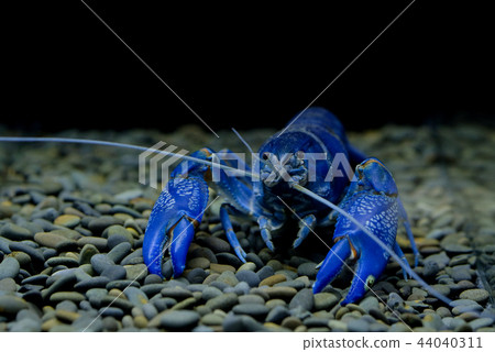 crayfish in the aquarium 44040311