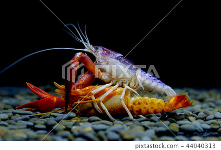 crayfish in the aquarium crayfish in the aquarium 44040313