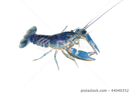 crayfish in the aquarium crayfish in the aquarium 44040352