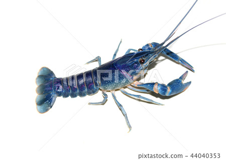 crayfish in the aquarium crayfish in the aquarium 44040353
