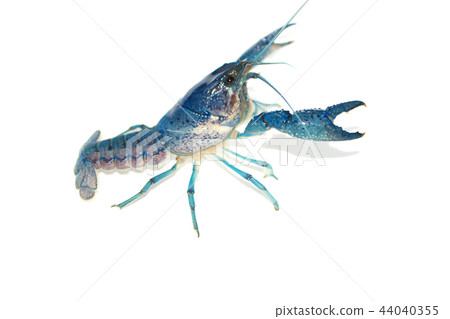 crayfish in the aquarium crayfish in the aquarium 44040355