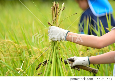 Rice harvesting agriculture experience 44040675