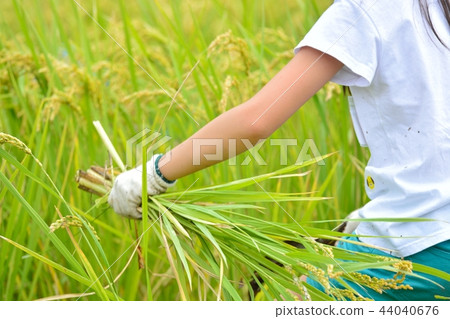 Rice harvesting agriculture experience 44040676