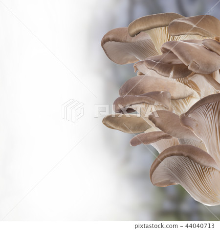 Oyster mushroom on white background Oyster mushroom on white background 44040713