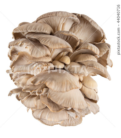 Oyster mushroom on white background Oyster mushroom on white background 44040716