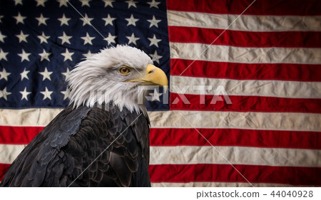 American Bald Eagle with Flag. American Bald Eagle with Flag. 44040928