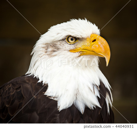 Portrait of Bald eagle (Haliaeetus leucocephalus) Portrait of Bald eagle (Haliaeetus leucocephalus) 44040931