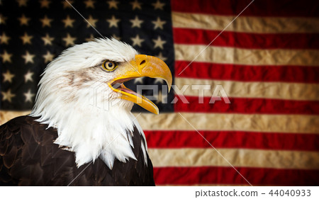 American Bald Eagle with Flag. American Bald Eagle with Flag. 44040933