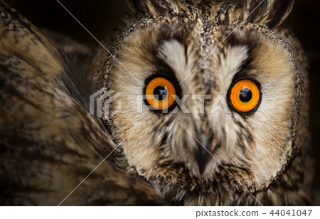long-eared owl (Asio otus) 44041047