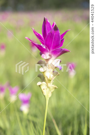 Siam tulip bloom in rainy season in Chaiyaphum 44041529