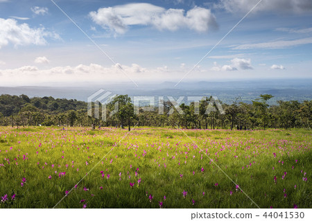 Siam tulip field Thung Bua Sawan View Point  44041530