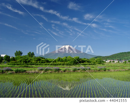 Fuji from fresh green rural park 44041555