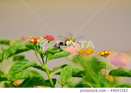 Oos shishaba and lantana flowers Oos shishaba and lantana flowers 44041562