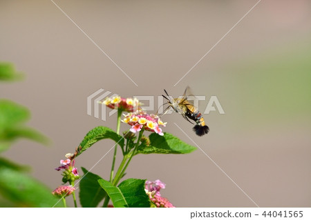 Oos shishaba and lantana flowers 44041565