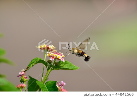 Oos shishaba and lantana flowers 44041566