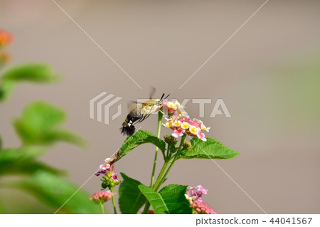 Oos shishaba and lantana flowers 44041567