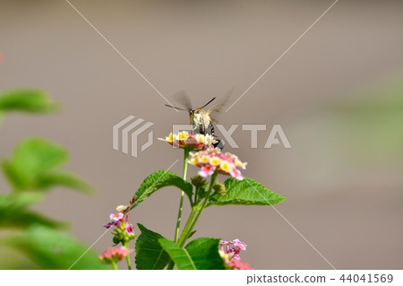 Oos shishaba and lantana flowers 44041569