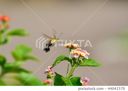 Oos shishaba和馬纓丹花 44041570