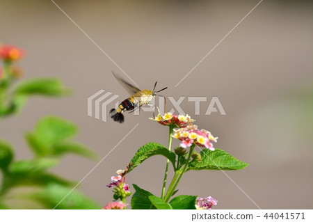 Oos shishaba and lantana flowers 44041571