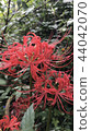 Cluster amaryllis 44042070
