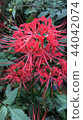 Cluster amaryllis 44042074