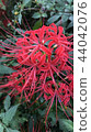 Cluster amaryllis 44042076