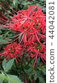 Cluster amaryllis 44042081