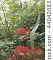 Cluster amaryllis 44042083