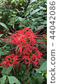 Cluster amaryllis 44042086