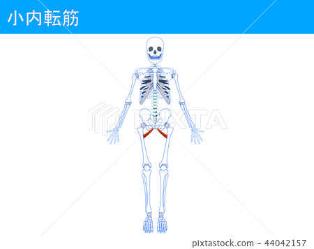 Small adductor muscle 4 Small adductor muscle 4 44042157