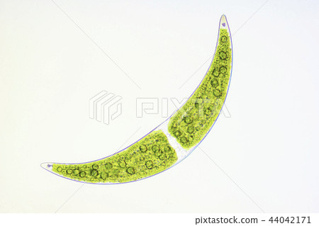 Mikadzukimo Mikadzukimo 44042171