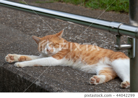 A stray cat in Murakami housing complex Yachiyo City, Chiba Prefecture A stray cat in Murakami housing complex Yachiyo City, Chiba Prefecture 44042299
