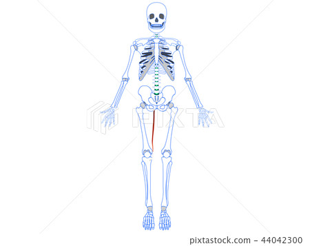 Thin muscle 2 Thin muscle 2 44042300