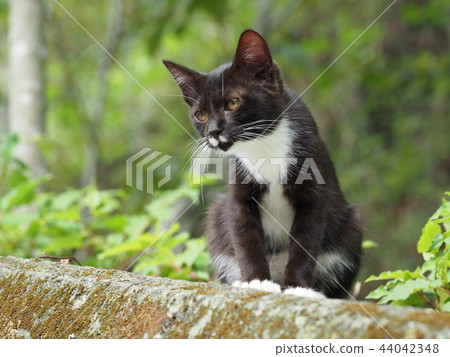 Kitten, black and white Kitten, black and white 44042348