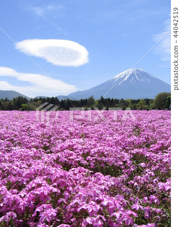 Fuji Shiba Sakura和鏡頭云 44042519