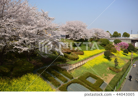 Cherry blossoms in Minami Osawa Hachioji City 44043005