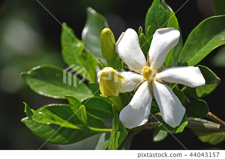 Gardenia flower Gardenia flower 44043157