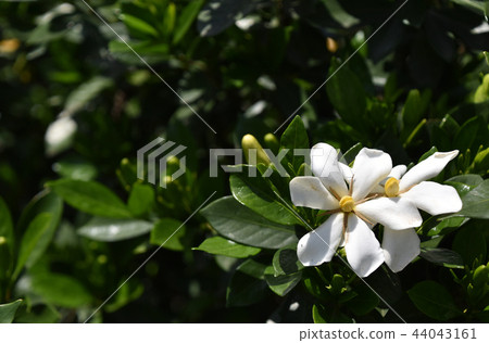 梔子花〉 44043161