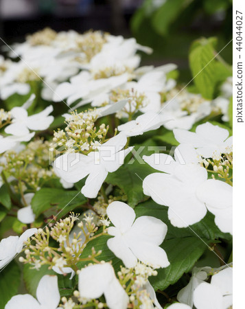 Tsuru hydrangea, summer, vertical composition 44044027