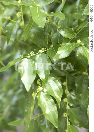 Jujube flowers 44044063