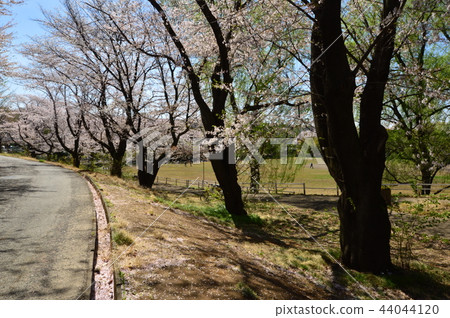 Spring of Higashi Kurume-shi Hakusan Park 44044120
