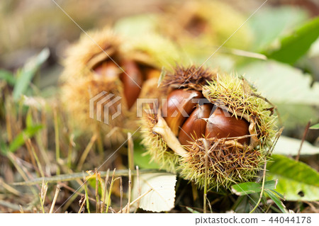 Chestnut  44044178